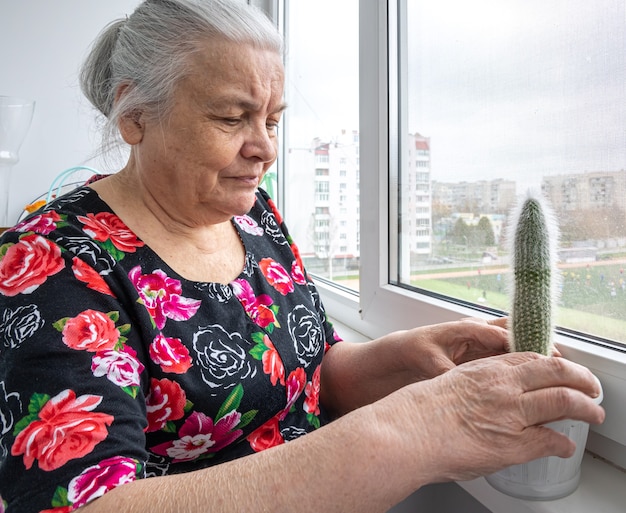 A cute elderly woman looks after her home cactus.