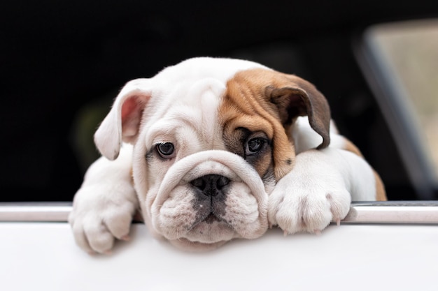 Cute English bulldog puppy in the car Portrait Pets