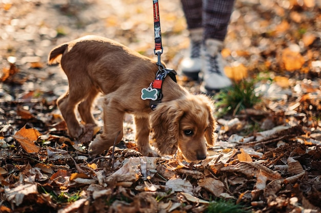 Cute English cocker spaniel puppy walking with woman owner in autumn park