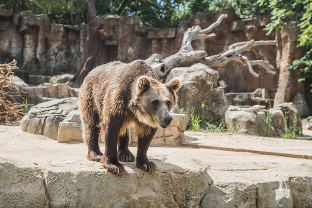 Cute European bear on a stones waiting for food