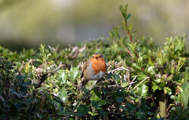 Cute European robin redbreast standing on a branch in a thicket with leaves, looking ahead