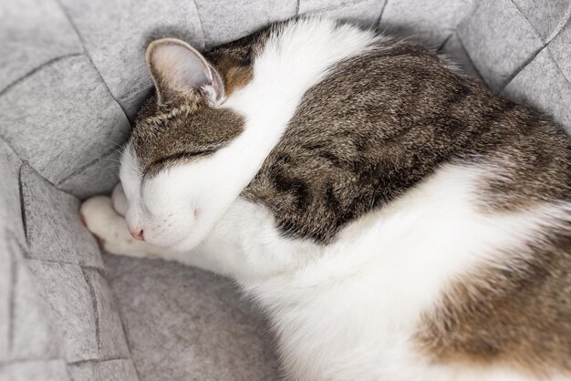 Cute fat domestic cat sleeping in cozy gray felt storage basket fall or winter season