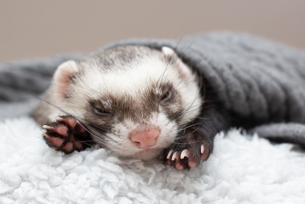 The cute ferret is sleeping