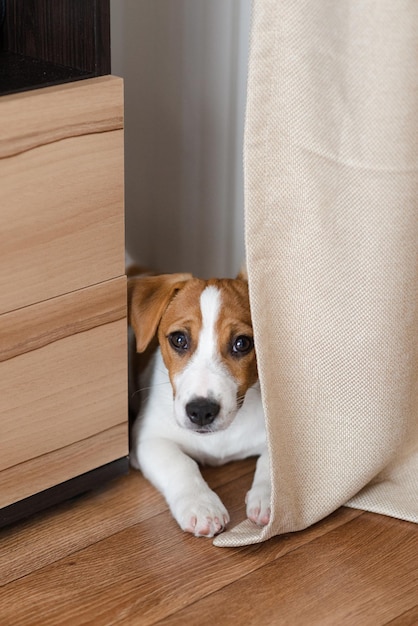 Cute five months old Jack Russell Terrier puppy with folded ears at home