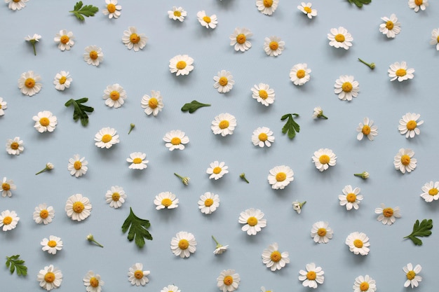 Cute floral background with daisies on a blue top view