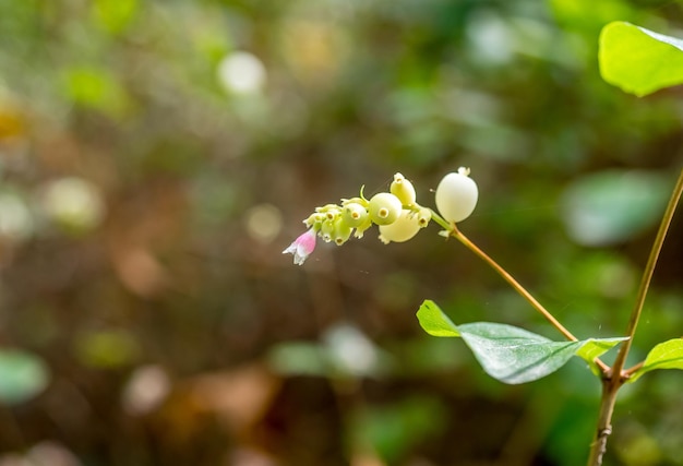 Cute flower in park