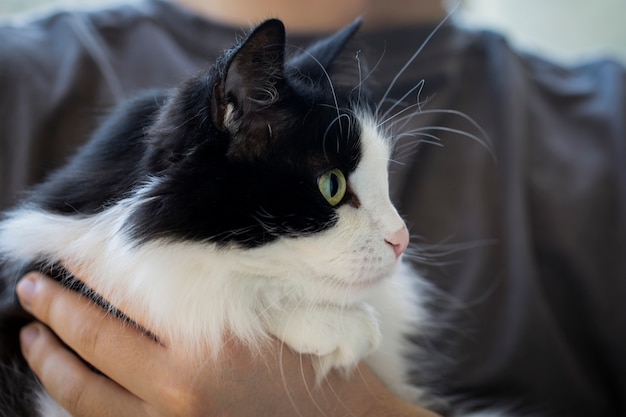 Cute fluffy cat in the arms of the owner. Animal care, lifestyle.