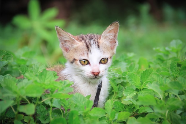 Cute fluffy cat in close up