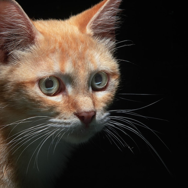 Cute fluffy cat in close up