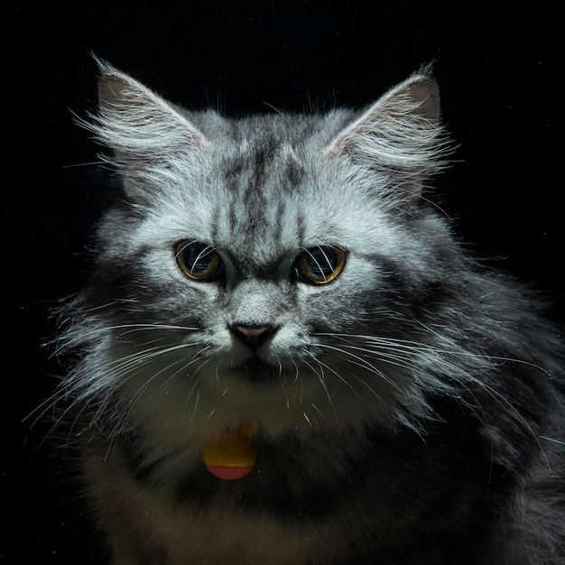 Cute fluffy cat in close up