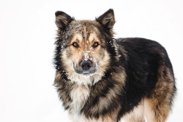 Cute fluffy dog in the snow