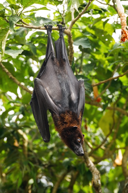 Photo cute and fluffy flying fox hanging on the tree