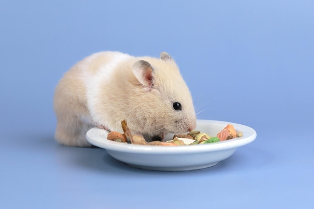 Cute fluffy hamster eats dry food pet care