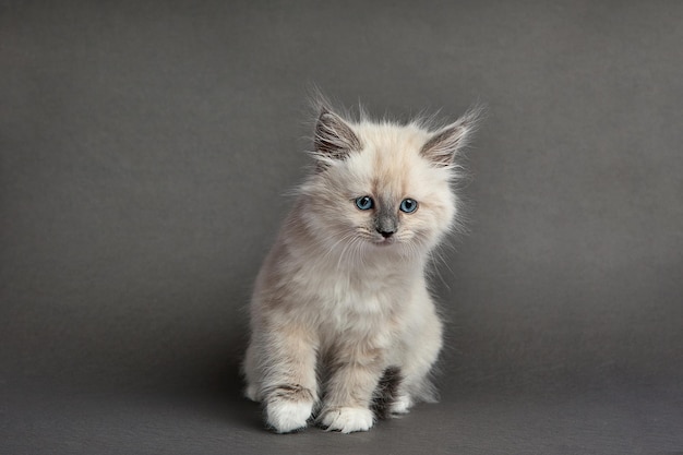 Cute fluffy kitten against gray background Space for text