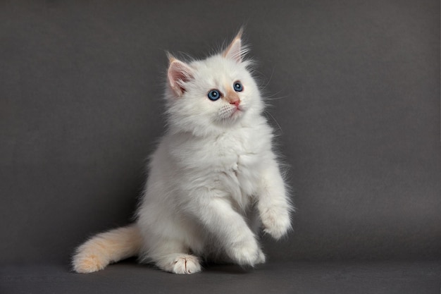 Cute fluffy kitten against gray background Space for text