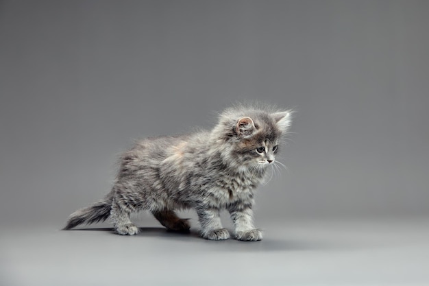 Cute fluffy kitten against gray background Space for text