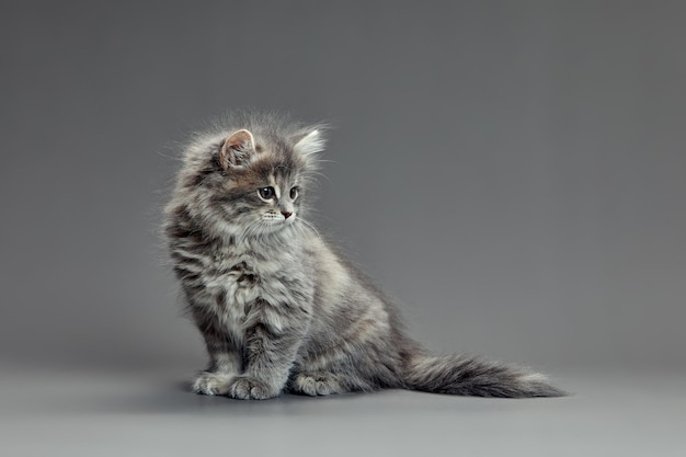 Cute fluffy kitten against gray background Space for text