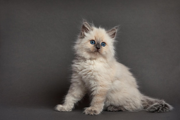 Cute fluffy kitten against light background Space for text