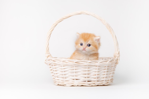 Cute fluffy kitten in a basket isolated on a white background