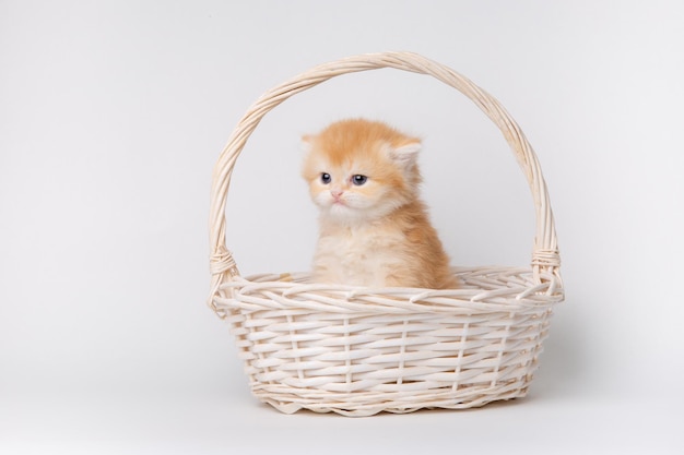 Cute fluffy kitten in a basket isolated on a white background