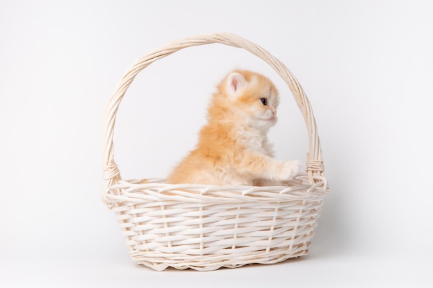 Cute fluffy kitten in a basket isolated on a white background