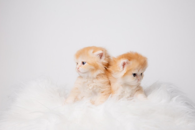 Cute fluffy kitten on a fur blanket isolated on a white background