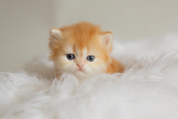 Cute fluffy kitten on a fur blanket isolated on a white background