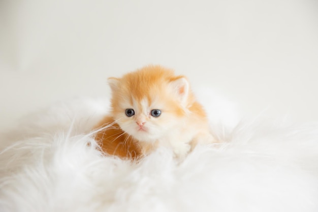 Cute fluffy kitten on a fur blanket isolated on a white background