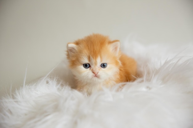 Cute fluffy kitten on a fur blanket isolated on a white background