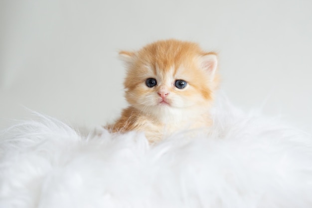 Cute fluffy kitten on a fur blanket isolated on a white background