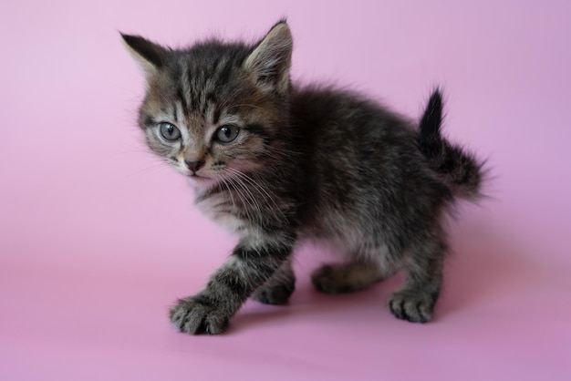 cute fluffy kitten looks at the camera tabby kitten