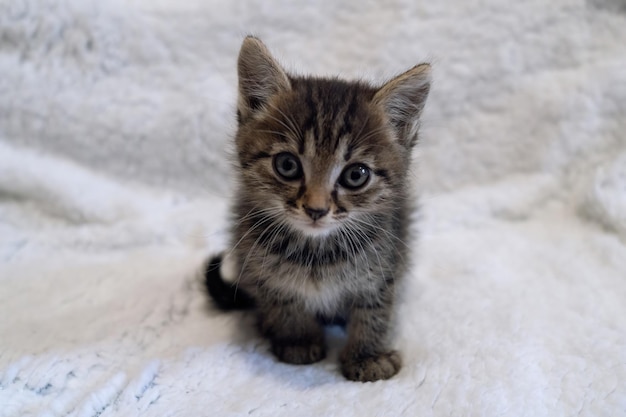 cute fluffy kitten looks at the camera tabby kitten