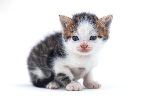 Cute fluffy kitten on white isolated background Magic cat