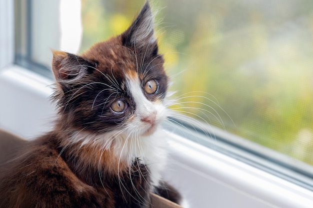 Cute fluffy kitten with a sad look sitting by the window