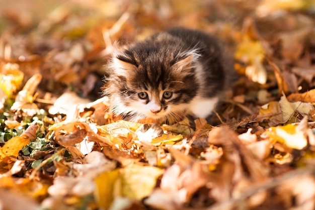 Cute fluffy kitten among yellow leaves in autumn