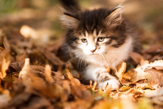 Cute fluffy kitten among yellow leaves in autumn