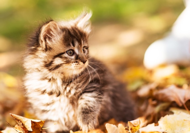 Cute fluffy kitten among yellow leaves in autumn