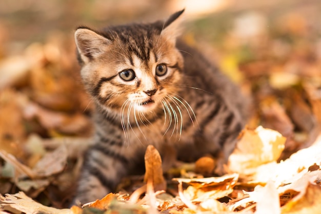 Cute fluffy kitten among yellow leaves in autumn