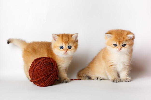 Cute fluffy kittens with a ball of British breed threads on a white background