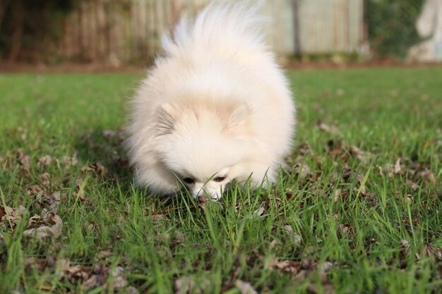 Photo cute fluffy pomeranian dog on green grass outdoors lovely pet