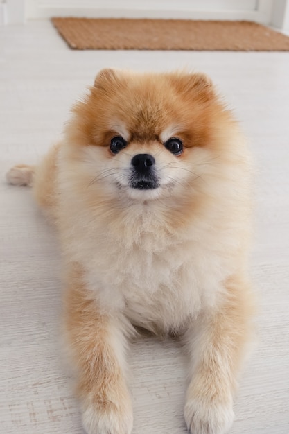 Cute fluffy Pomeranian spitz dog lying on the floor looking straight into the camera