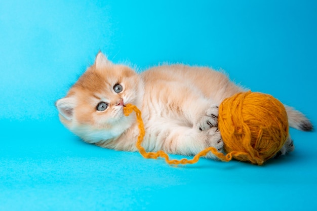 A cute fluffy  red kitten on a blue background is playing with a ball of thread