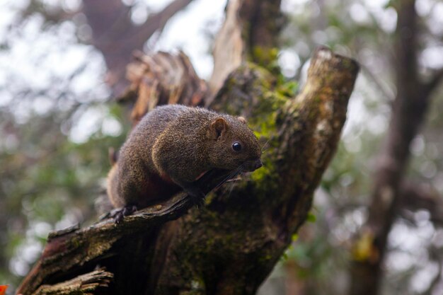 Cute fluffy squirrel on a tree in the forest