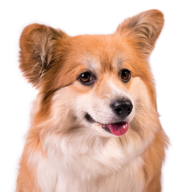 Cute fluffy welsh corgi pembroke against white background