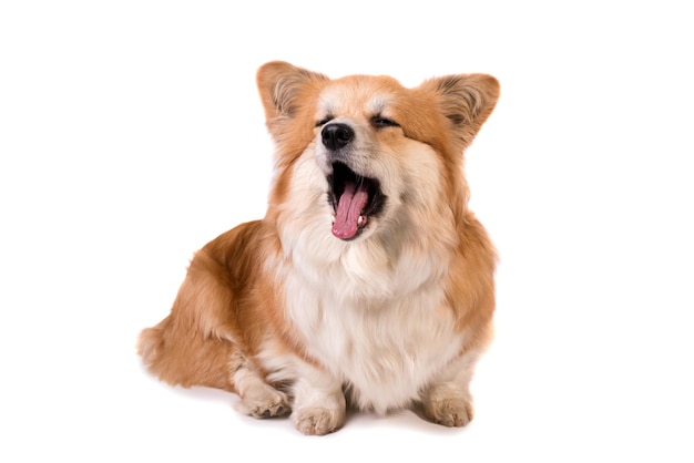 Cute fluffy welsh corgi pembroke against white background