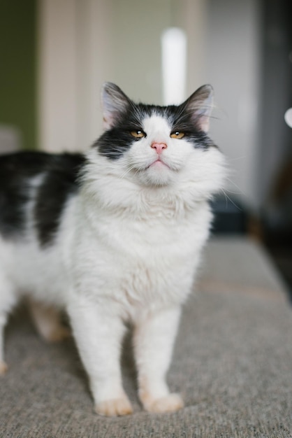 Cute fluffy white black cat is standing on the sofa