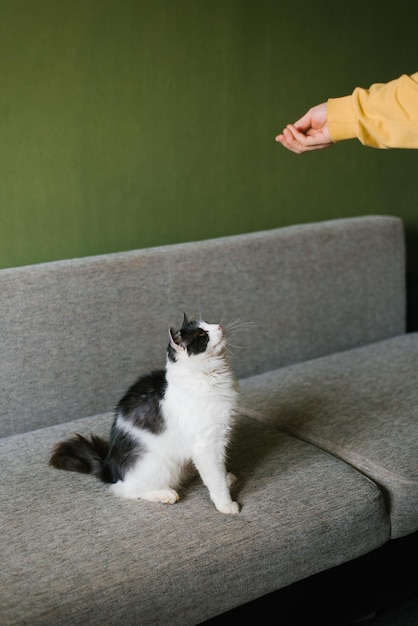 Cute fluffy white black cat sitting on the couch and looking up at the hand of a man with food