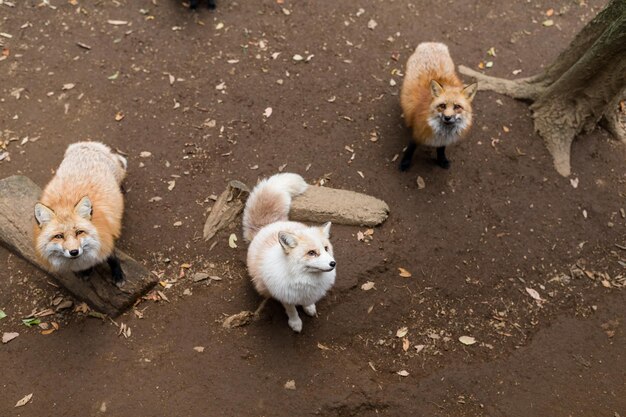 Cute Fox looking up