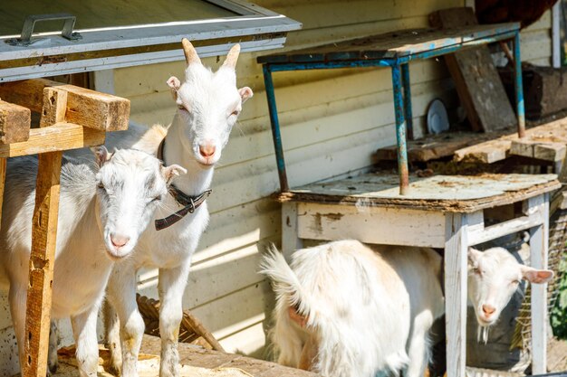 Cute free range goatling on organic natural eco animal farm freely grazing in yard on ranch backgrou...