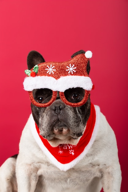 Cute french bulldog dog wears christmas glasses and sits isolated on red